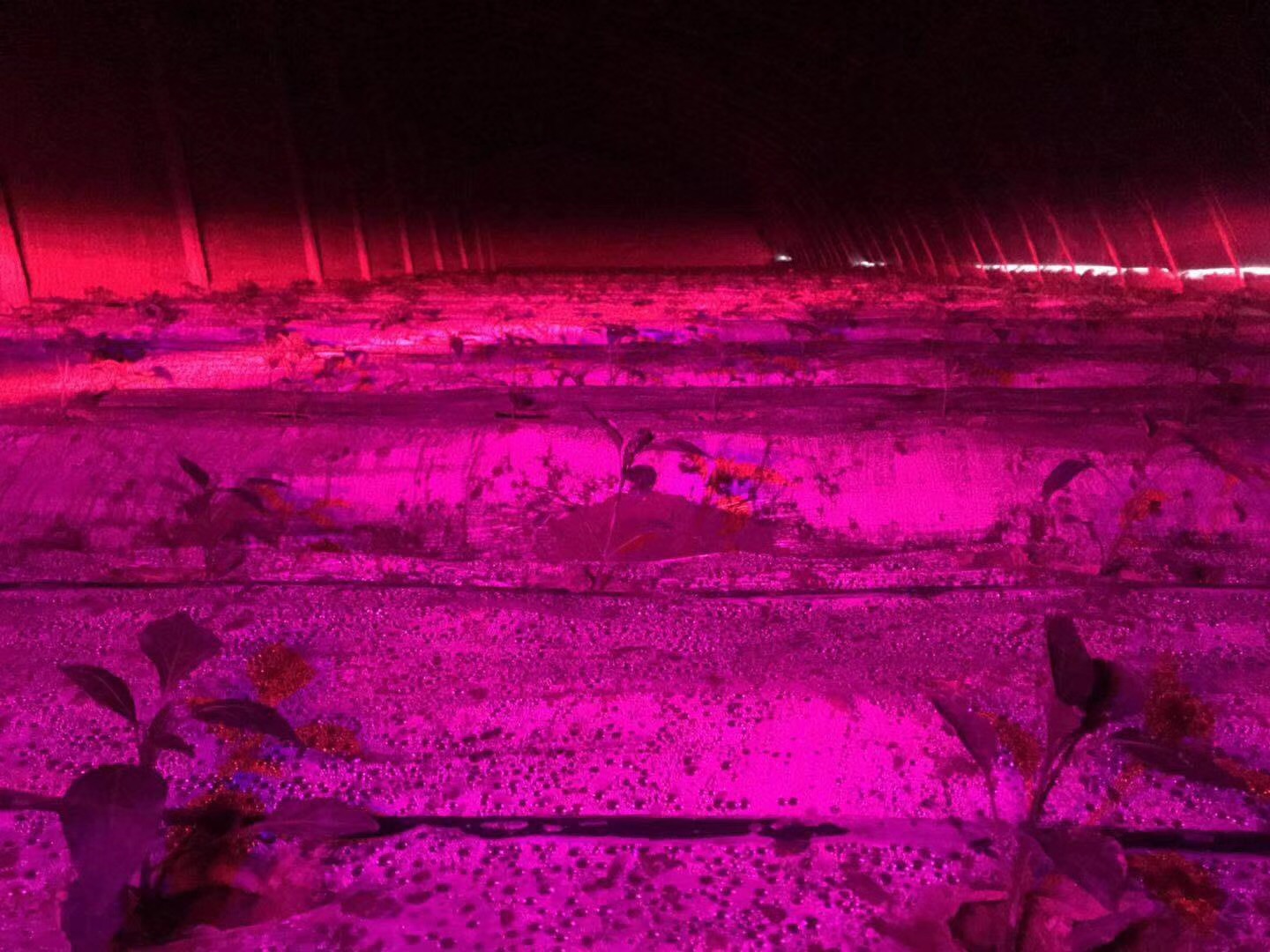 植物生长激光模组