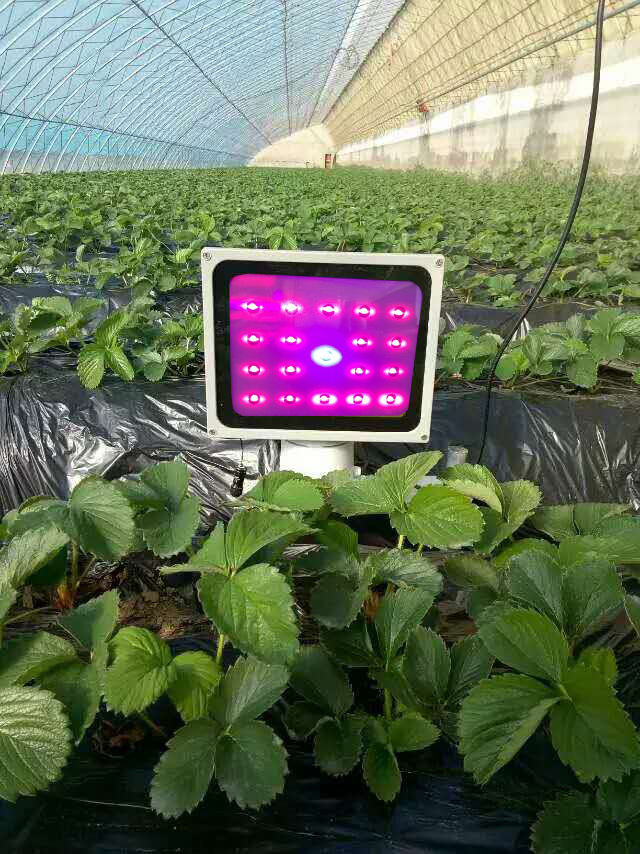 激光植物生长激光模组